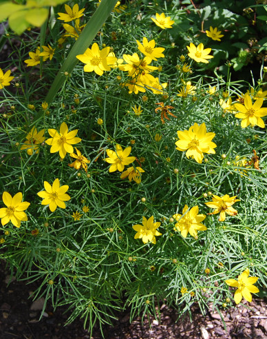 Mädchenauge  Zagreb