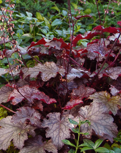 Purpurglöckchen Palace Purple