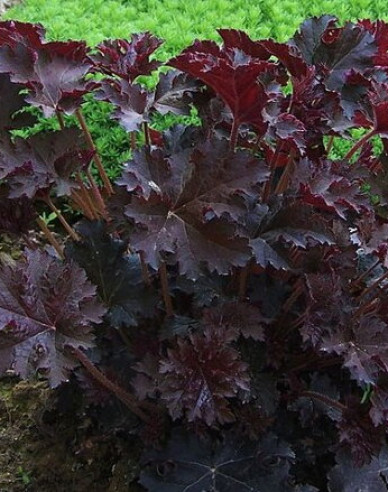 Purpurglöckchen Palace Purple