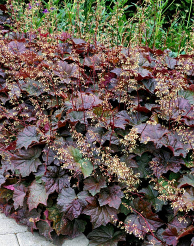 Purpurglöckchen Palace Purple