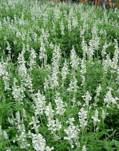 Lavendel Edelweiß