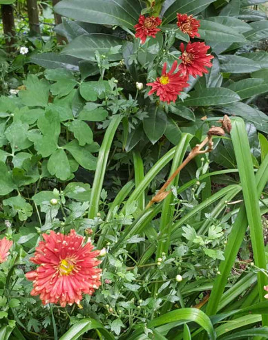 Winteraster  Red Velvet