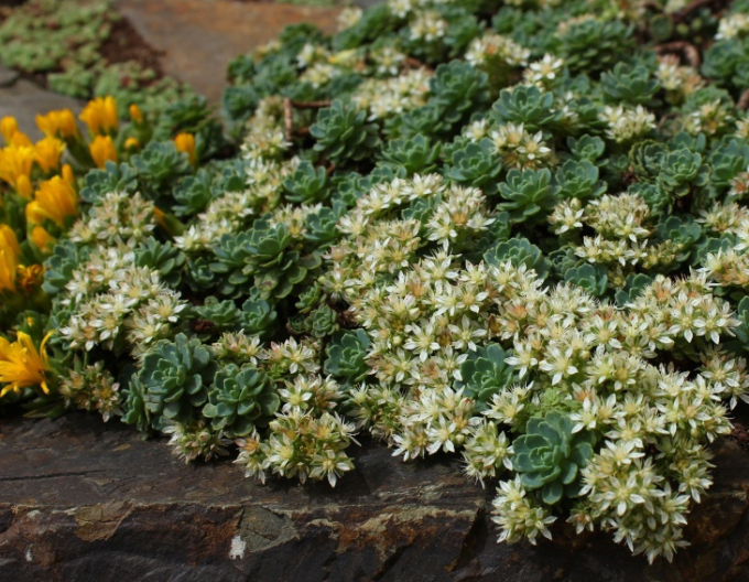Fetthenne - Sedum pachyclados