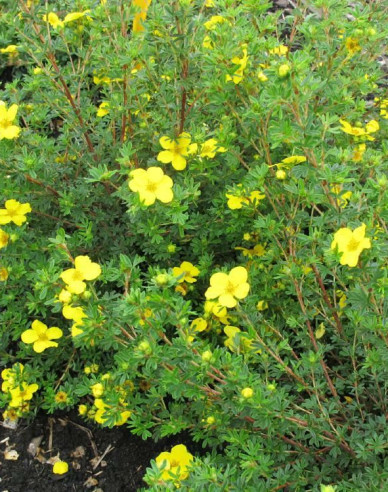 Fingerstrauch Klondike