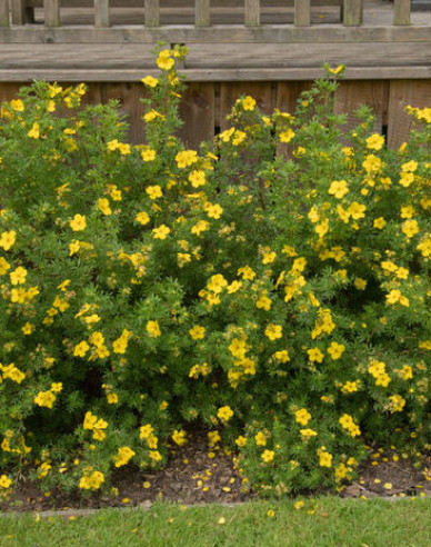 Fingerstrauch Klondike