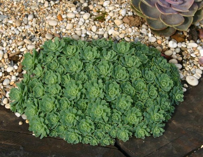 Fetthenne - Sedum pachyclados