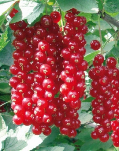 Rote Johannisbeeren Jonkheer van Tets, Hochstämmchen, wurzelnackt