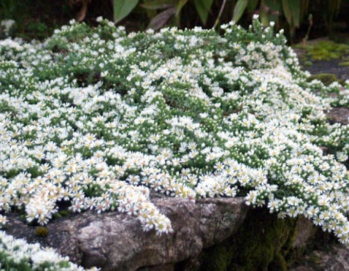 Aster Prostratum