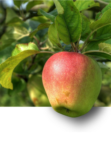 Apfel Pinova , auf M9, wurzelnackt