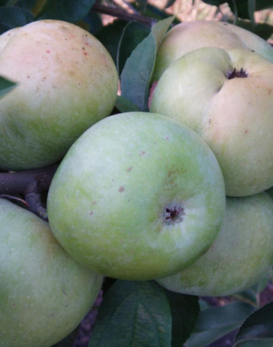 Sommerapfel ’Weißer Klarapfel’, auf MM106, wurzelnackt