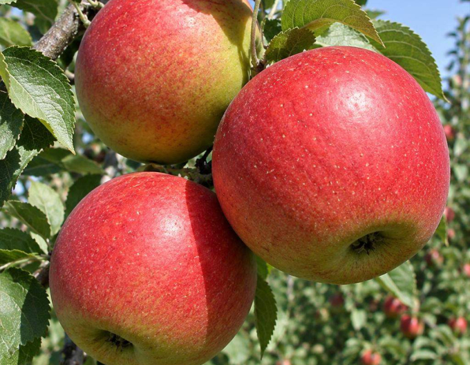 Apfel Prima, auf MM106, wurzelnackt