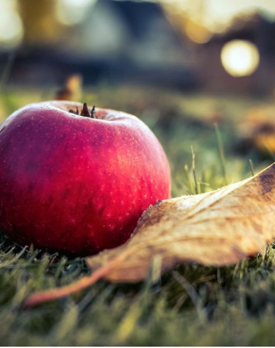 Apfel Florina  auf MM106, wurzelnackt