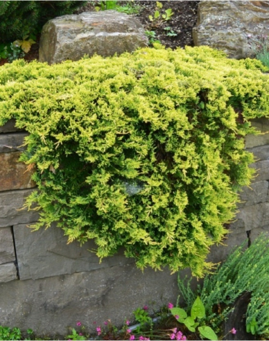 Teppichwacholder Golden Carpet