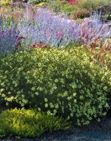 Faden-Mädchenauge ´Moonbeam´