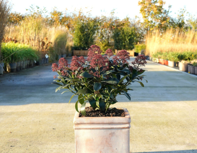 Skimia japonica Rubella