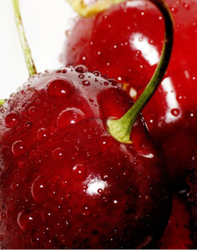 Kirsche Kordia, auf Prunus Mahaleb, wurzelnackt