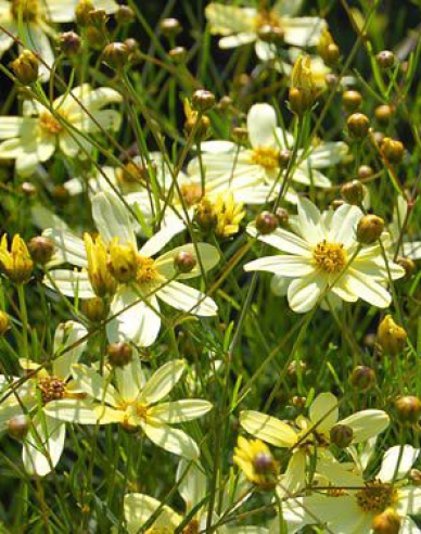 Faden-Mädchenauge ´Moonbeam´