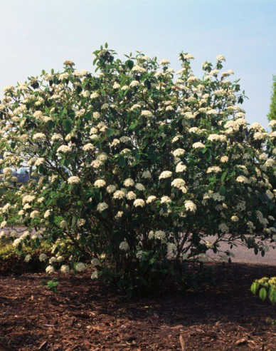 Faltenblättriger Schneeball 80l