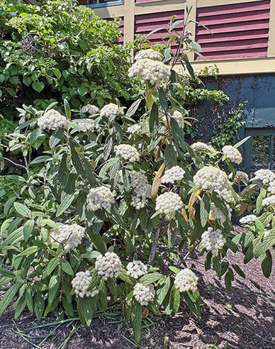 Faltenblättriger Schneeball 80l