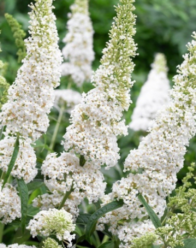 Sommerflieder  White Profusion