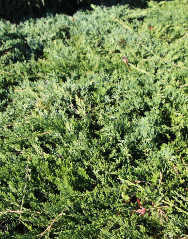 Teppichwacholder Wiltonii