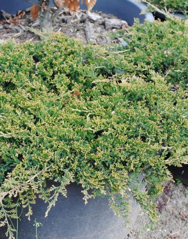 Teppichwacholder Wiltonii