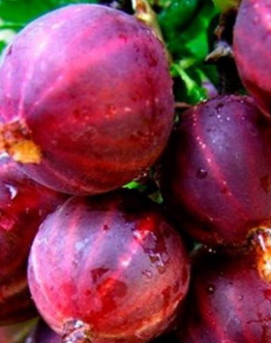 Rote Stachelbeere Spinefree Strauch