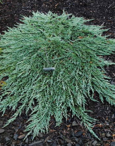 Wacholder ´Pancake´