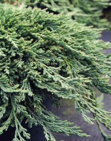 Wacholder ´Pancake´