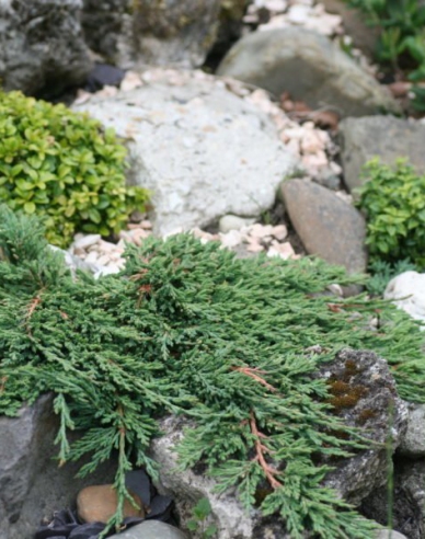 Wacholder ´Pancake´