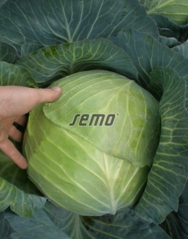 Semo Weißkohl  Portoza