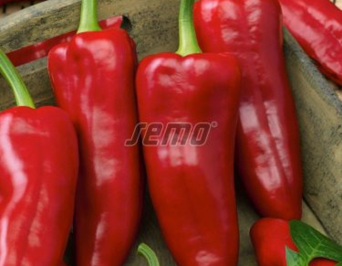 Semo  Paprika Rafaleus F1