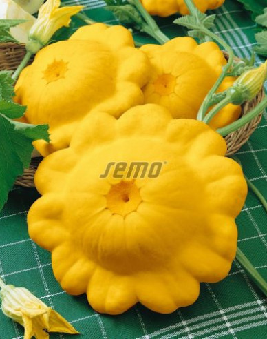 Semo Patisson Sunseance F1