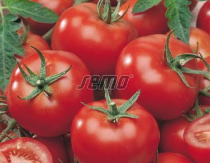 Semo Stabtomate Niki Zel F1