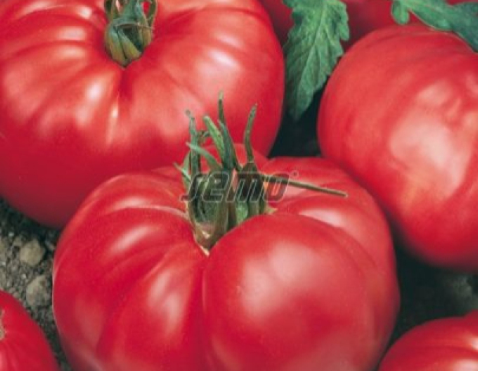 Semo Stabtomate Eduardo F1