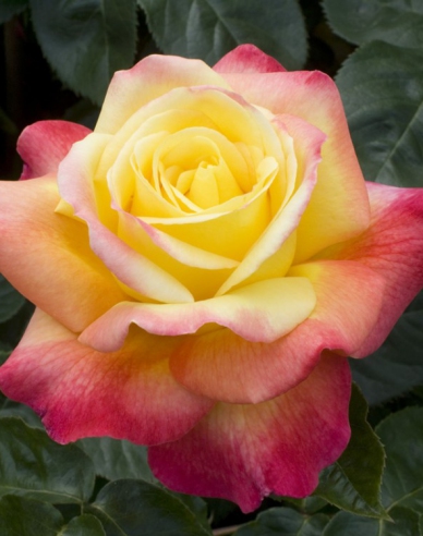 Rose des Baumes Orient Express