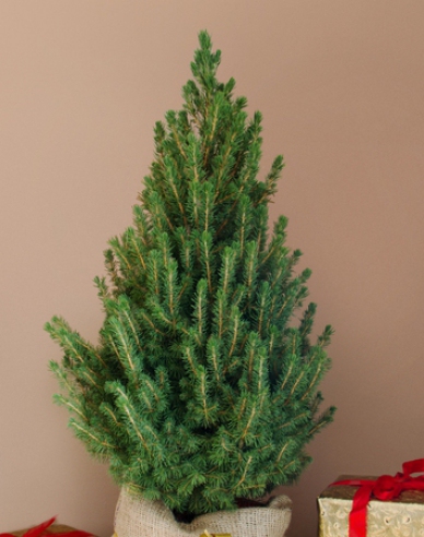 Weiße Fichte 20/30cm