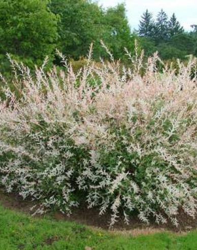 Japanische Harlekinweide Hakuro Nishiki - Strauch