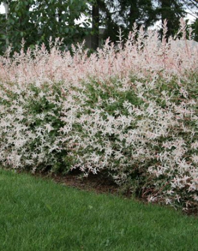 Japanische Harlekinweide Hakuro Nishiki - Strauch