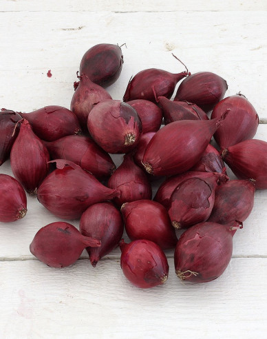 Steckzwiebel Roter Baron 10/21 0,25kg