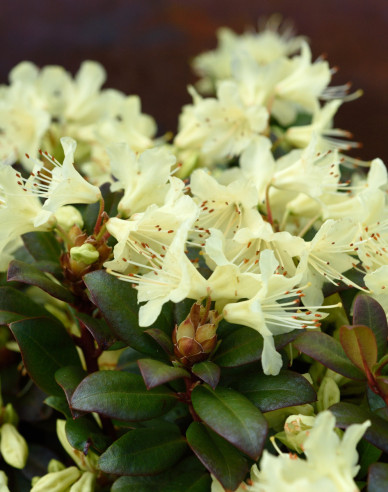 Rhododendron Prinzessin Anne