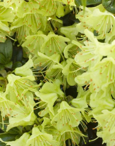 Rhododendron Prinzessin Anne