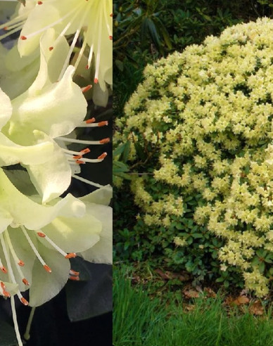 Rhododendron Prinzessin Anne