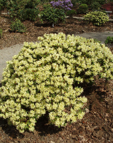 Rhododendron Prinzessin Anne