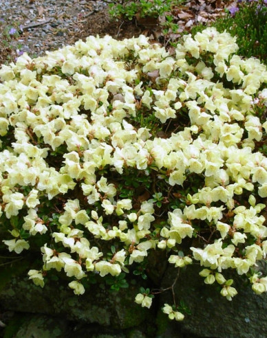 Rhododendron Wren