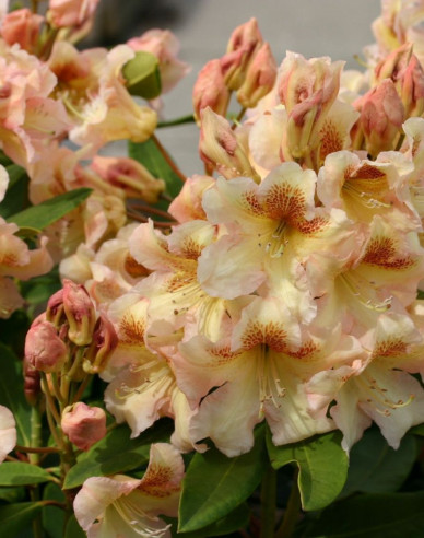 Rhododendron Bernstein