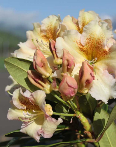Rhododendron Bernstein