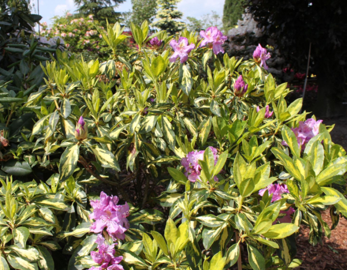 Rhododendron Blattgold