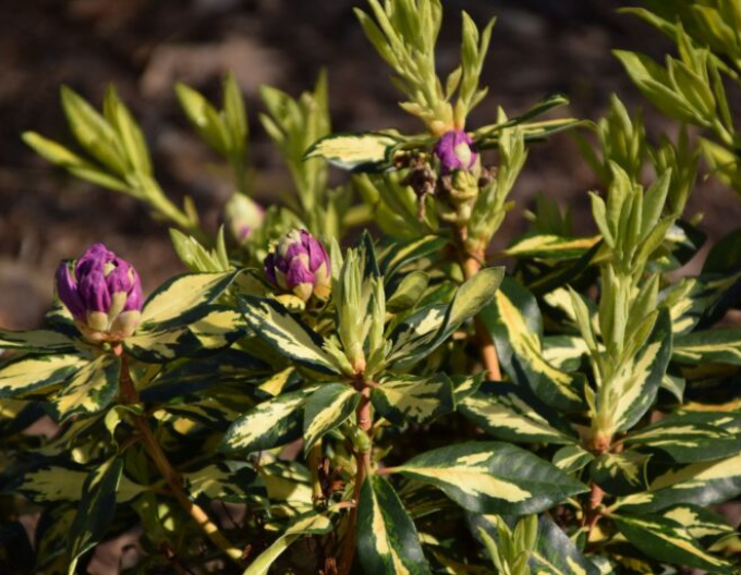Rhododendron Blattgold
