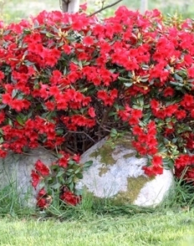 Rhododendron Elizabeth